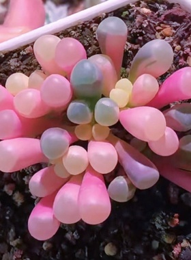 植物净化空气五十铃玉多肉植物