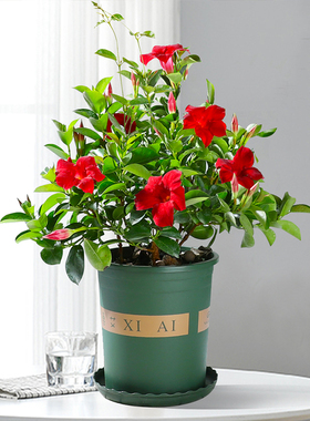 摆件绿植盆栽花卉植物飘香藤