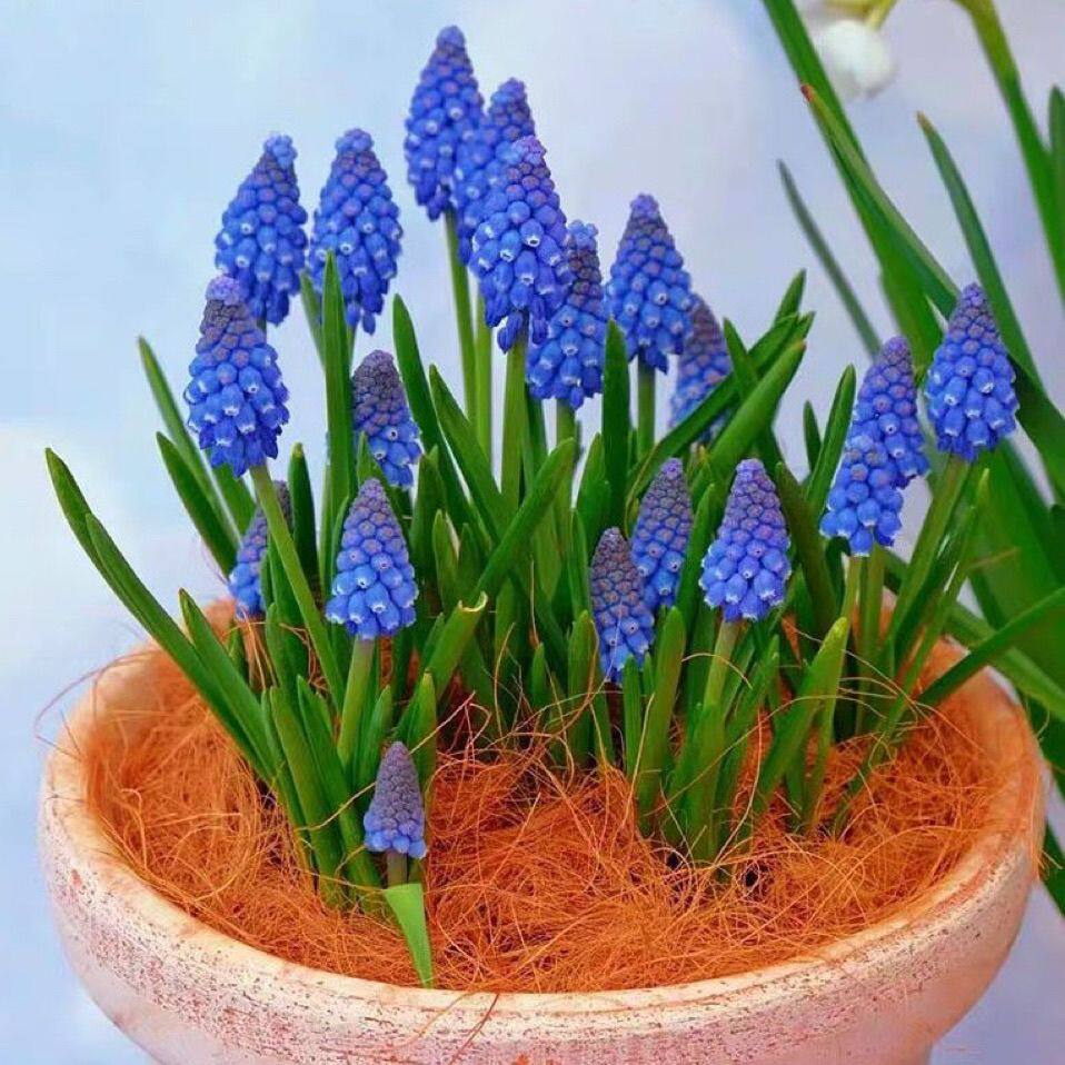 多肉葡萄风信子蓝色植物开花室内办公室桌面盆栽好养植物块根球