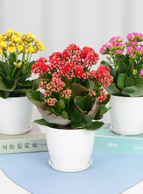 室内盆栽巴黎系列带花苞桌面绿植