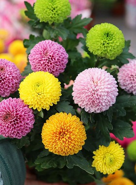 耐寒开花阳台室内多肉植田园