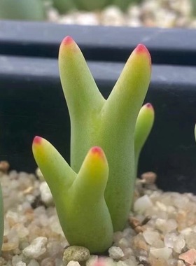 多肉植物盆栽阳台口笛多头肉碧玉