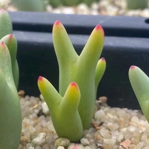 多肉植物盆栽阳台口笛多头肉碧玉