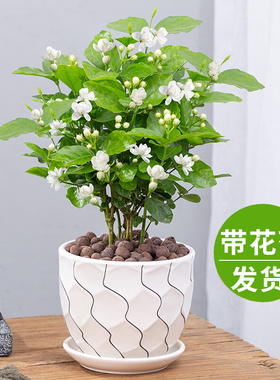 摆件茉莉花盆栽重瓣开花浓香绿植