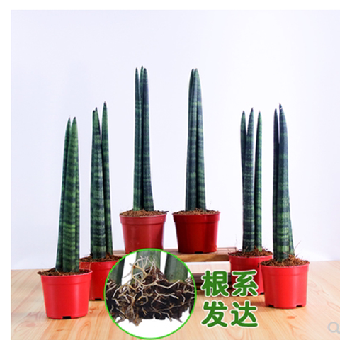 圆叶虎尾兰佛前香拍照道具盆栽美风格棒叶虎皮兰盆栽佛手喜阴