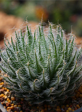 奇异多肉植物十二卷精养玉露新手