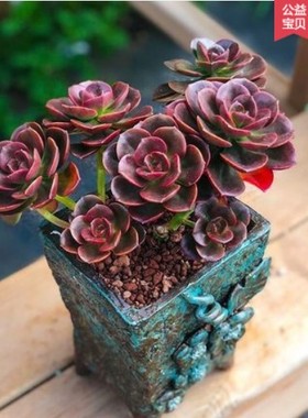 绿植盆栽巧克力方砖多肉植物老桩