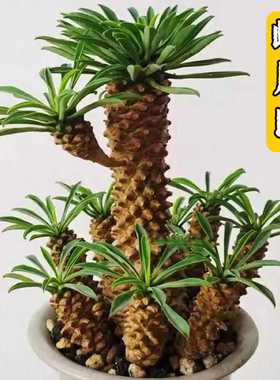 峨眉山多肉吸甲醛绿植盆栽室阳台