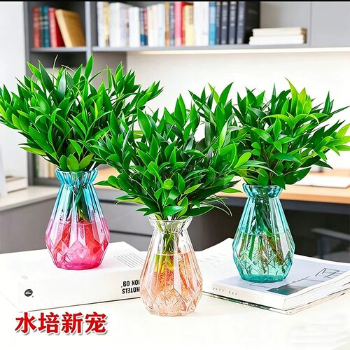 水培竹柏室内驱蚊绿植盆栽