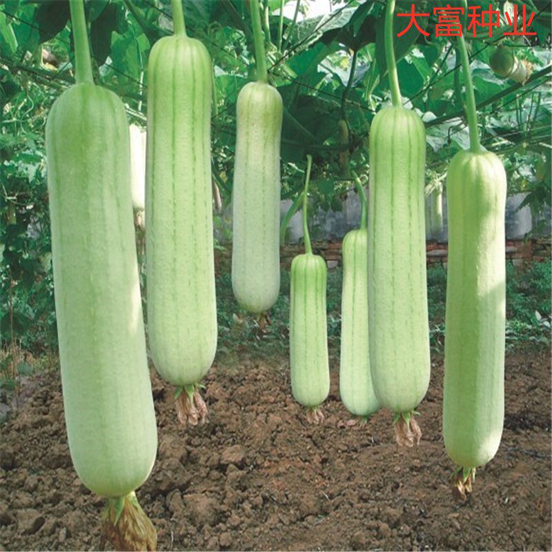 白玉肉丝瓜爬藤农家秋季