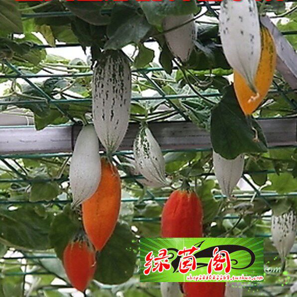 变色瓜老鼠瓜种孑观赏食用春夏四季菜园播种爬藤蔬菜种籽瓜果种子