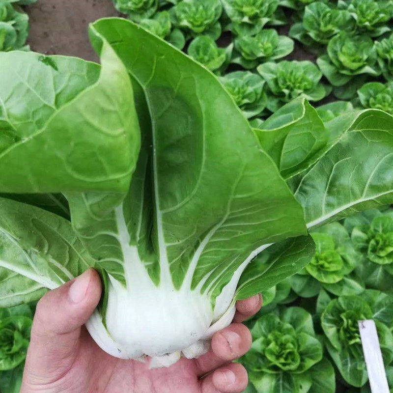 杂交矮箕小白菜种子矮脚黄种籽