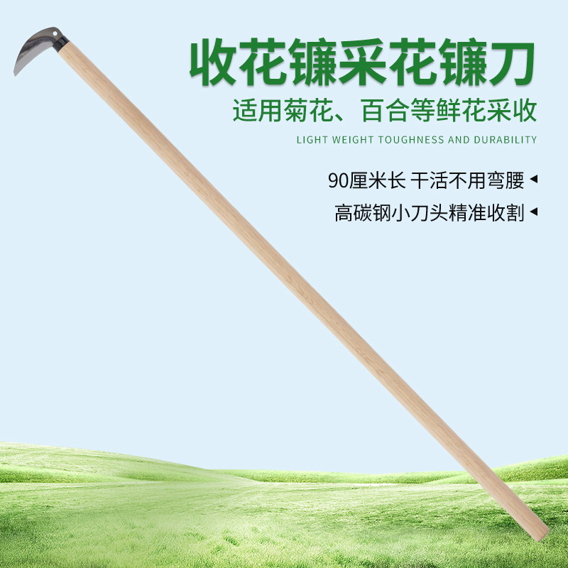 长柄收花镰金田菊花采收