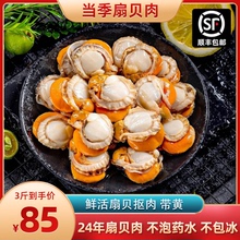 鲜冻扇贝肉带黄新鲜特大鲜活扇贝蒜蓉粉丝烧烤野生海鲜水产红扇贝