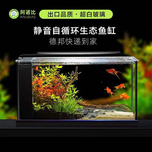 水草金鱼价格 水草金鱼图片 星期三