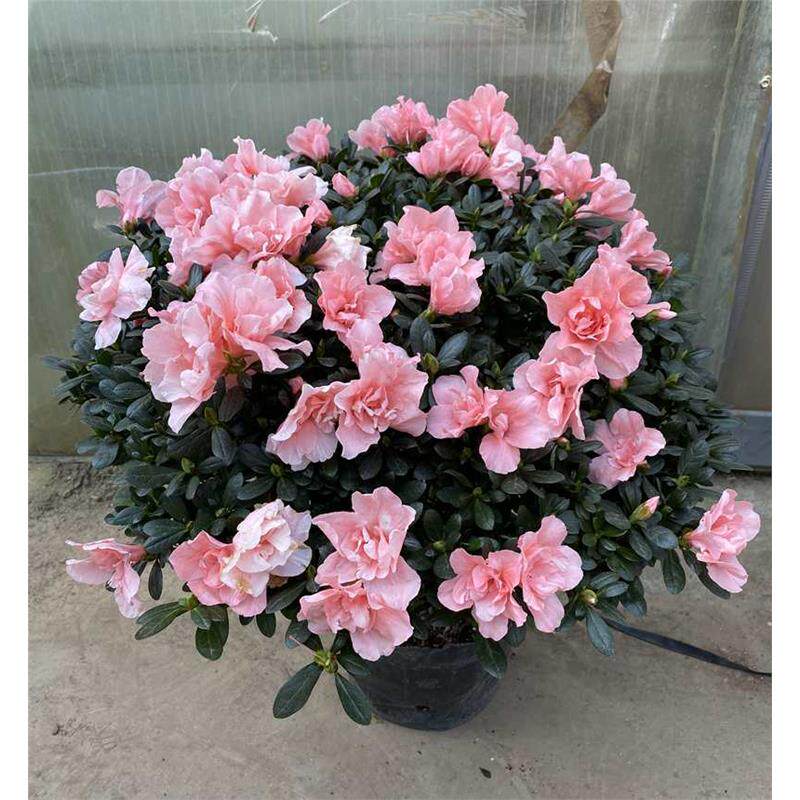 珍贵花卉比利时四季杜鹃又名西洋鹃西洋杜鹃【粉色花】冠幅30公分