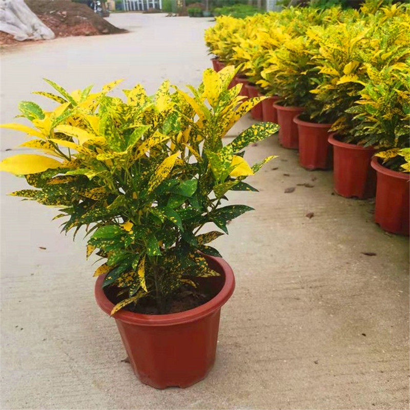 洒金榕盆栽黄金树彩色叶木室内客厅阳台庭院花卉七彩变色