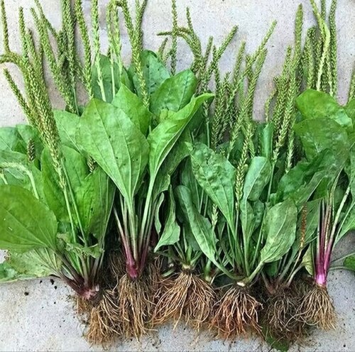 云南楚雄纯天然新鲜车前草煮水喝中药材带根现挖现发