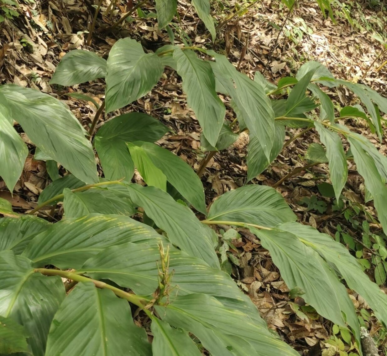云南药用山姜野姜深山老姜现挖老姜药用开胃卤水配料