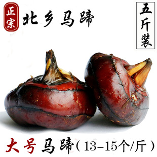 正宗乐昌北乡马蹄新鲜现挖大个地梨农家水果荸荠蔬菜5斤 韶关特产
