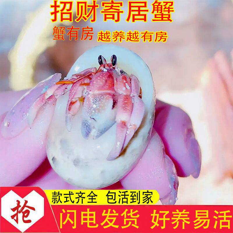 观赏寄居蟹陆生寄居蟹淡水蟹新手入门螃蟹观赏蟹短腕寄居蟹懒人宠