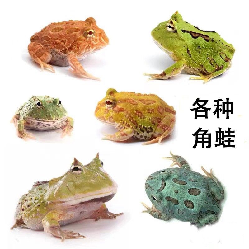 角蛙活体宠物蛙黄金绿角草莓南瓜宇治皮卡丘双色霸王钟小丑非牛蛙