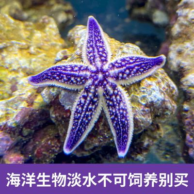 紫海星海缸活体生物海洋宠物观赏翻砂小海星鱼缸宠物工具海星包活