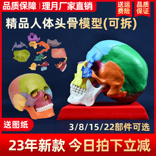 骷髅头骨模型人体脑部骨绘医学解剖头模标本胸像解剖头颅艺用美术