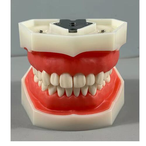 牙齿模型牙科牙模可调开颌度备牙