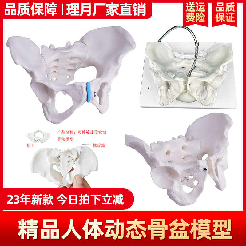 理月女性盆骨模型1比1可活动
