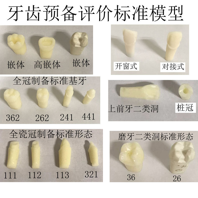 牙齿预备评价标准模型 牙科口腔备牙模型  牙齿模型