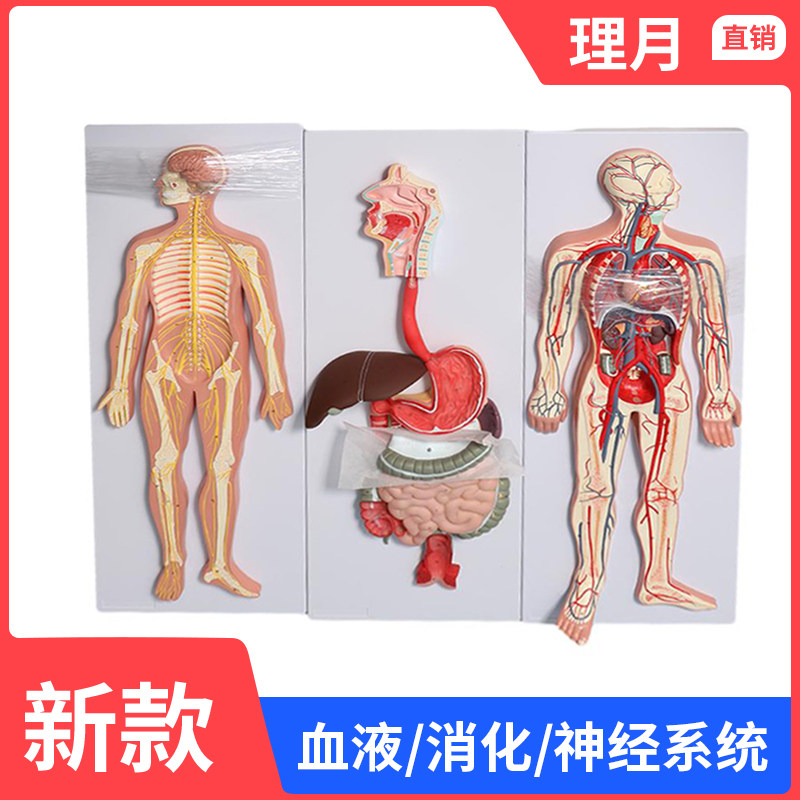 心脏器官血管解剖模型人体血液循环系统模型内脏教具神经消化系统