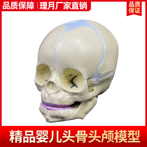 仿真婴儿头颅模型头骨标本