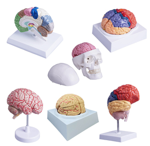 解剖模型人体大脑右半脑功能区医学教学用具人脑神经脑干结构分区