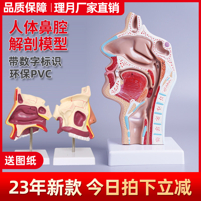 鼻腔解剖模型人体医学教学鼻子口腔鼻部结构组织耳鼻喉科鼻咽矢状