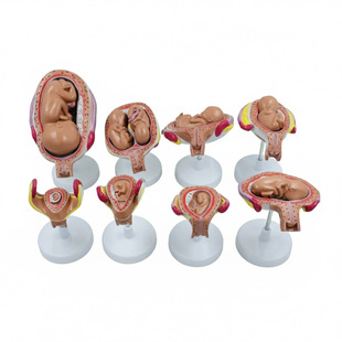 九个月胎儿子宫生殖模型 妇产科女性盆腔附足月胎儿模型 妊娠发育