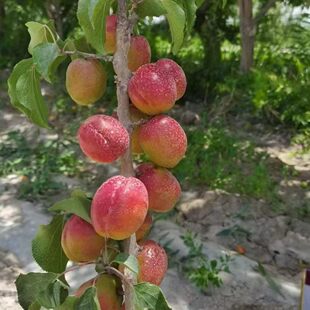 新疆阿瓦提芒果杏
