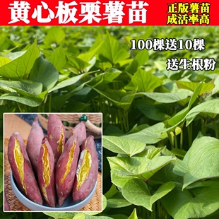 红薯苗板栗薯秧正宗黄心地瓜苗老品种济薯26脱毒种植高产番薯山芋