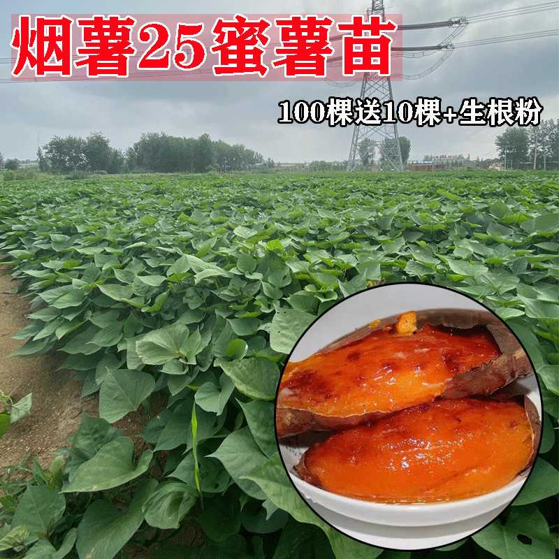 红薯苗烟薯25号秧种植蜜薯糖心脱毒红白黄紫地瓜高产藤100棵包邮 水产肉类/新鲜蔬果/熟食 番薯 原图主图