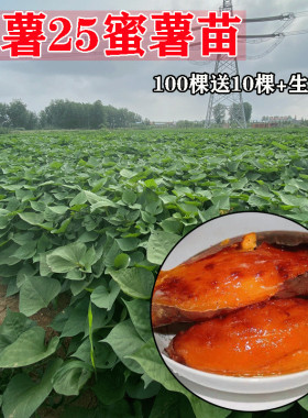 红薯苗烟薯25号种植秧蜜薯糖心红黄原种脱毒地瓜高产藤农科院包邮