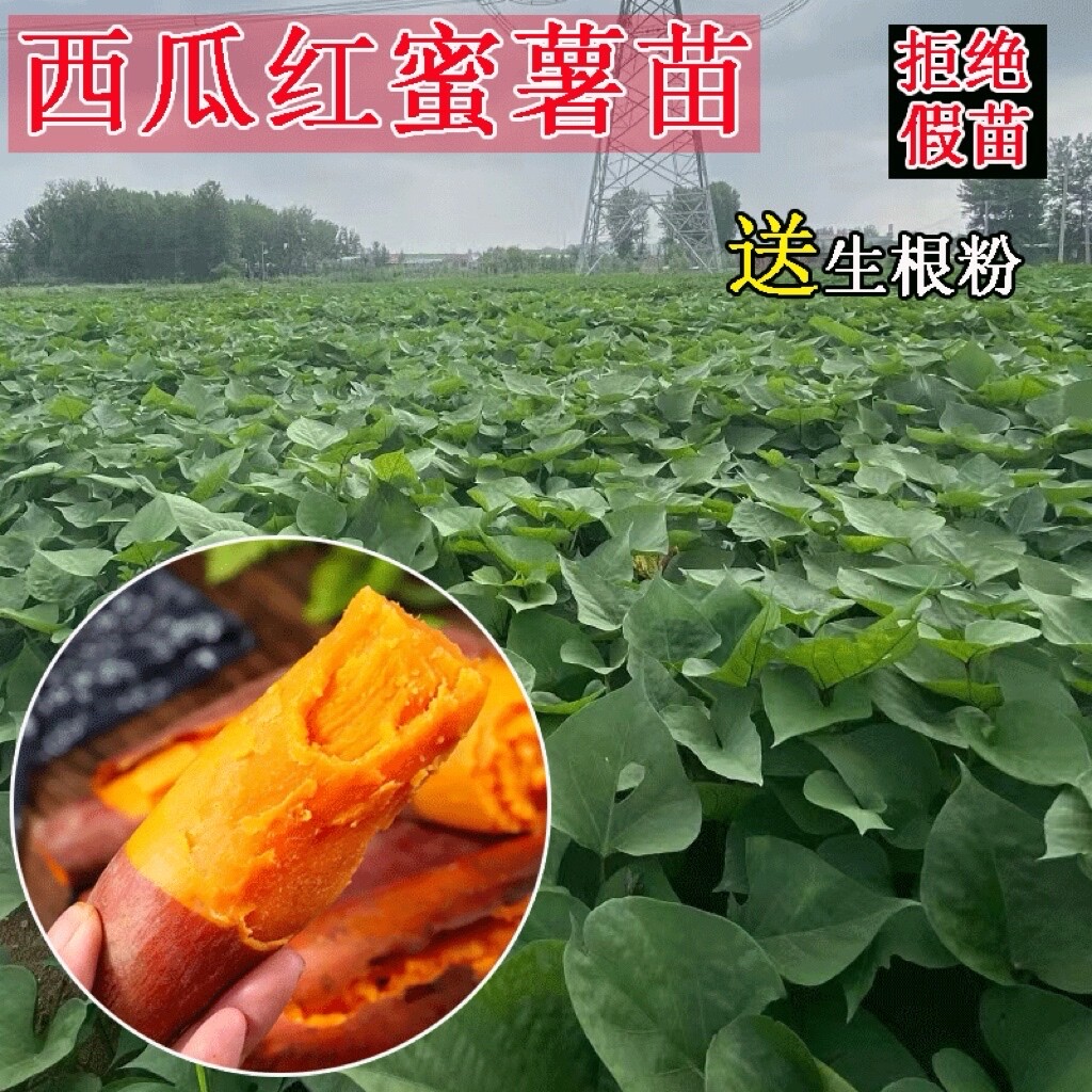 红薯苗西瓜红红心六鳌蜜薯秧种植普薯32藤100棵包邮高产脱毒地瓜