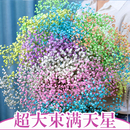 2斤装 饰摆件鲜云南天然风 超大束 满天星干花花束客厅摆设真花插装