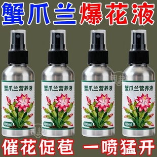 蟹爪兰催花专用营养液干瘪软烂根壮根不开花催花延花期 猛出苞