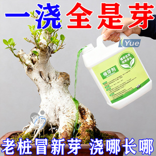 老桩催芽剂花卉营养液促芽僵苗快速发新芽防黄叶生根催芽绿植通用