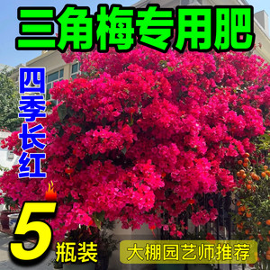 三角梅开花专用营养液肥花卉促花