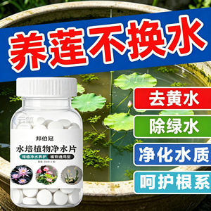 碗莲水培净水片抑藻防烂根净化水
