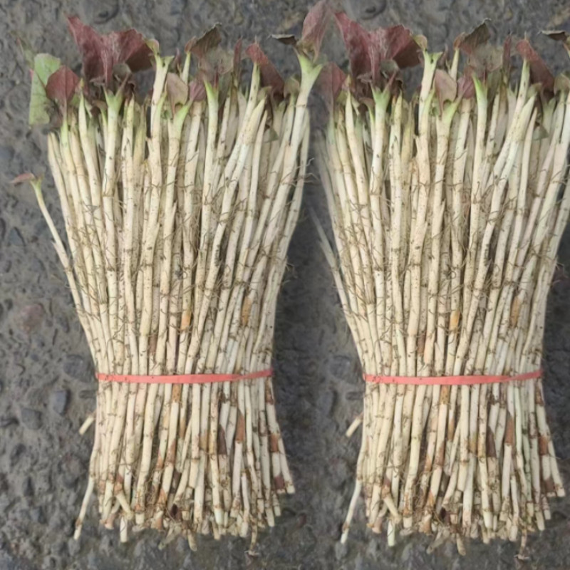 鱼腥草嫩芽新鲜折耳根脆嫩根带叶生鲜凉拌菜四川侧耳根带泥土特产