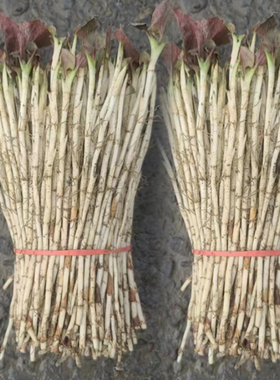 鱼腥草嫩芽新鲜折耳根脆嫩根带叶生鲜凉拌菜四川侧耳根带泥土特产