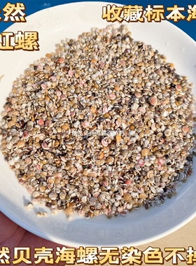 【真贝壳 无染色 可看货】超小超绚丽彩虹贝壳海螺标本天然真贝壳