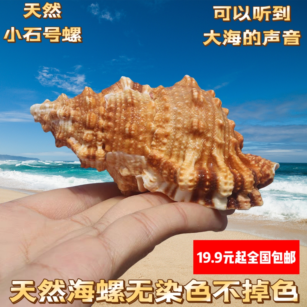 天然小石号螺金口蛙螺海螺壳工艺品贝壳鱼缸水族造景家居装饰摆件